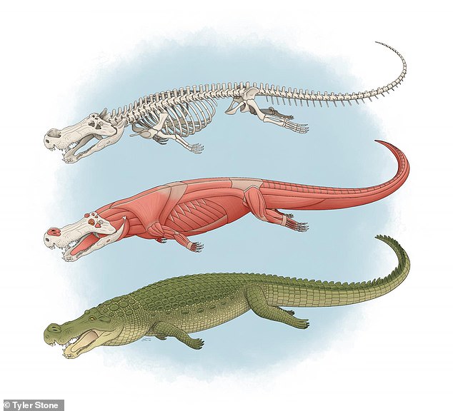 Ranging in up to 33 feet in length Deinosuchus, though, has been known to be one of the largest, if not the largest, crocodylian genera ever in existence