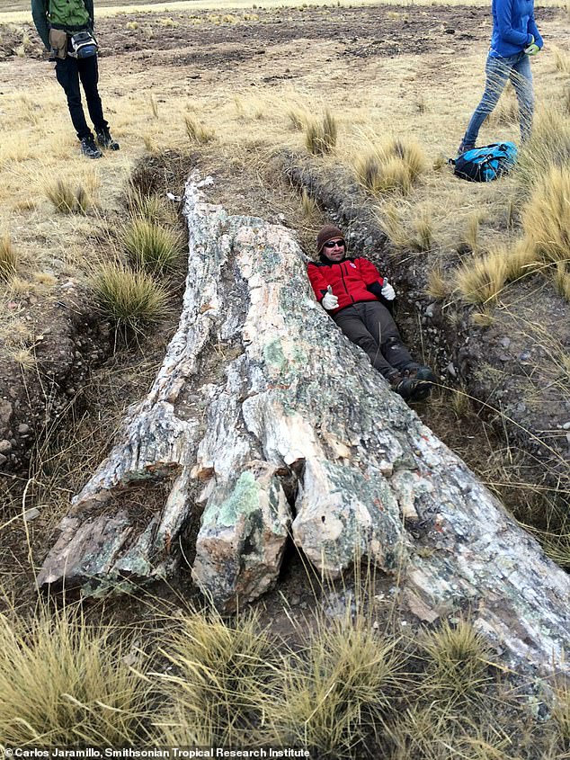 Paleontologist Edwin Cadena poses next to giant, fossilized (permineralized) tree on Peruvian Central Plateau