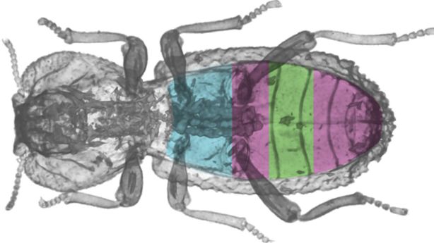 This succulent super-beetle can survive being run over by a car – and help solve engineering problems