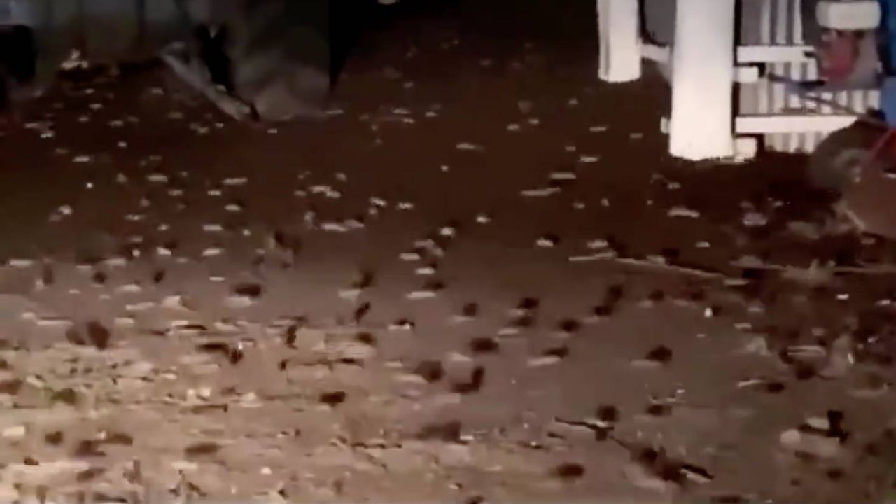 Thousands of mice invade homes, terrorizing the entire population in Australia (video)