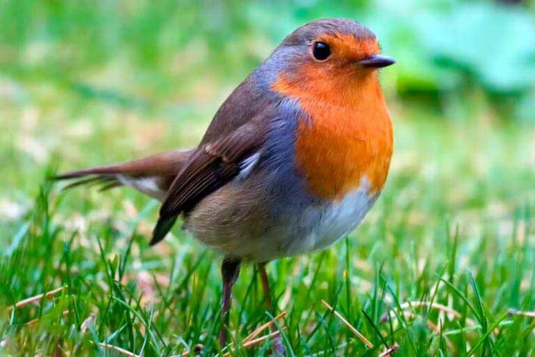 Historical find: An incredibly rare white robin has been spotted in the United Kingdom