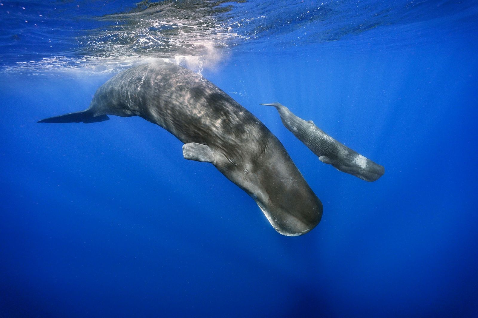 The modern artificial intelligence project aims to decipher the whale language