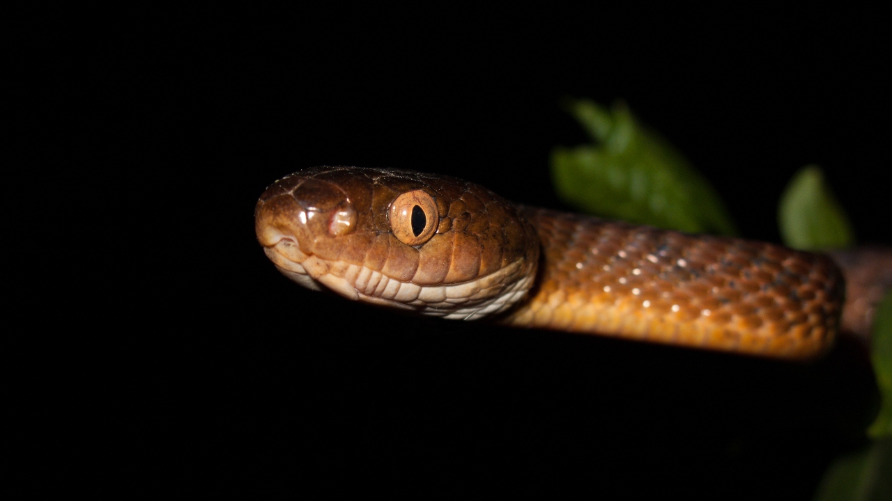 A new way to move snakes has been discovered and this is especially scary