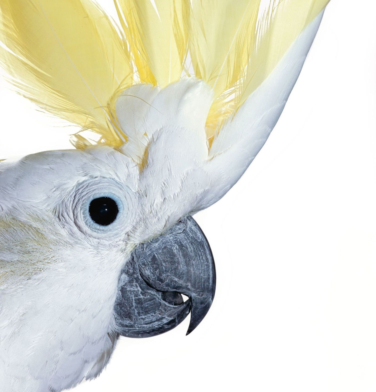 The Kings of Transcription: How does a cockatoo learn from its species?