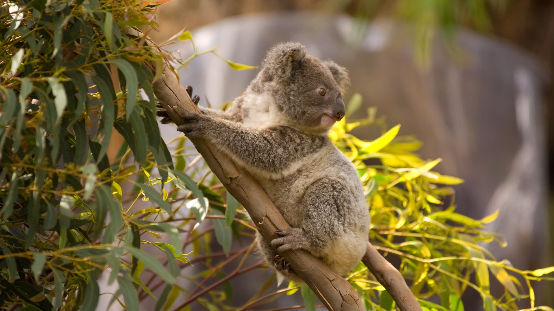 Australia: The number of koalas is declining rapidly