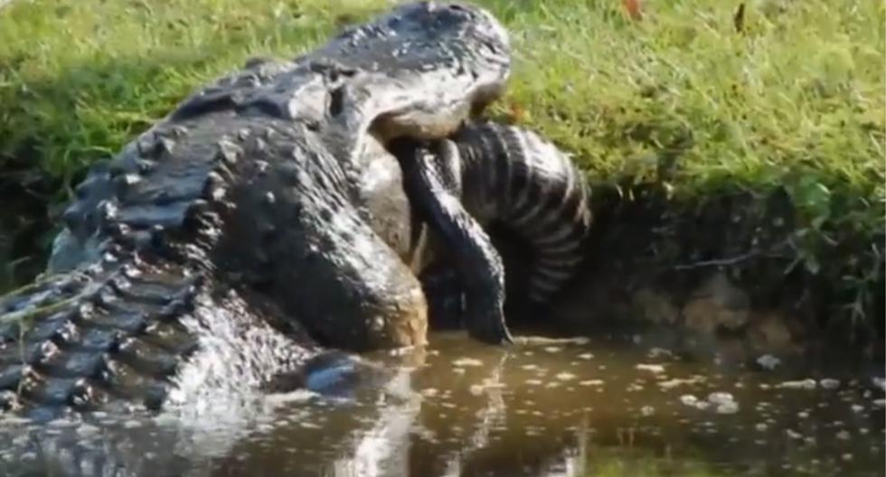 crocodile |  eat another |  viral |  about two meters |  cannibalism |  Video |  miscellaneous