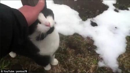 He bumped into a cat that ended up getting him out of the fork in the road
