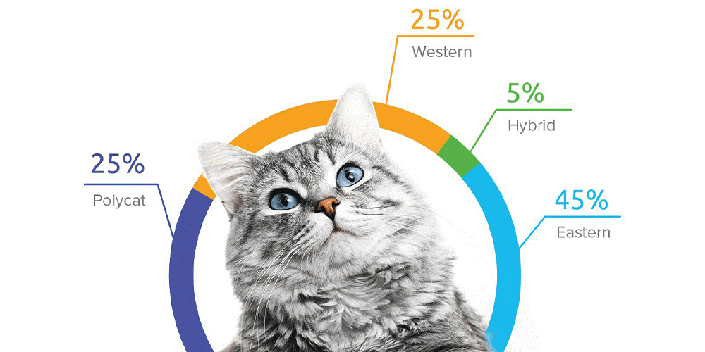 Genetic DNA Testing and Potential Health Conditions in The British Shorthair