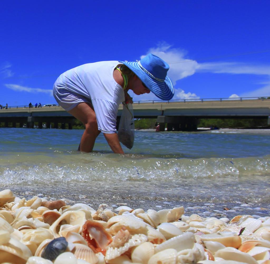 Florida: The Gulf of Mexico washes thousands of shells on the shores of Sanibel Island every day, while mussel fishermen roam in a bent position.