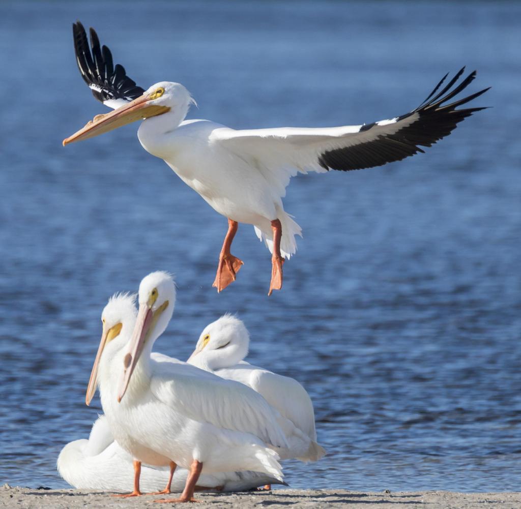 Florida, USA: Over 200 species of birds live on Sanibel Island - white pelicans can also be seen here