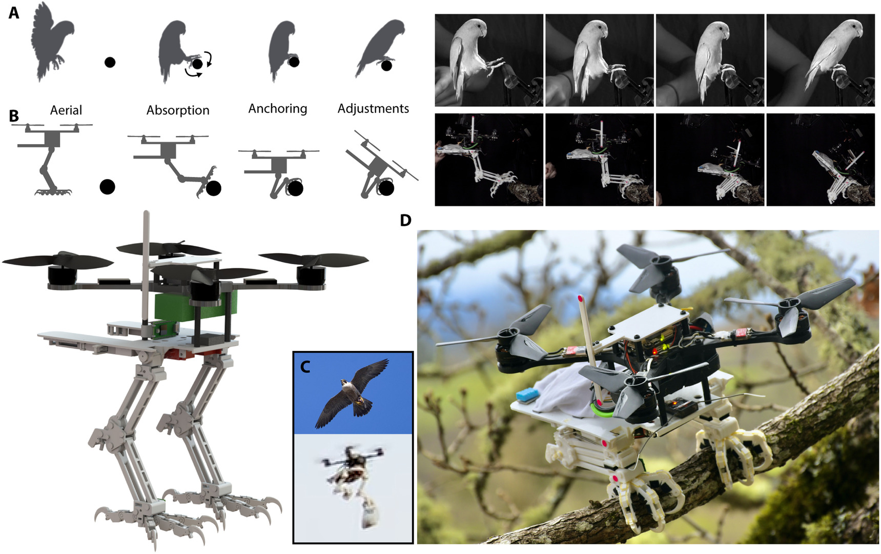 Engineers develop a robot that mimics the abilities of birds to take off and land with legs similar to peregrine falcons