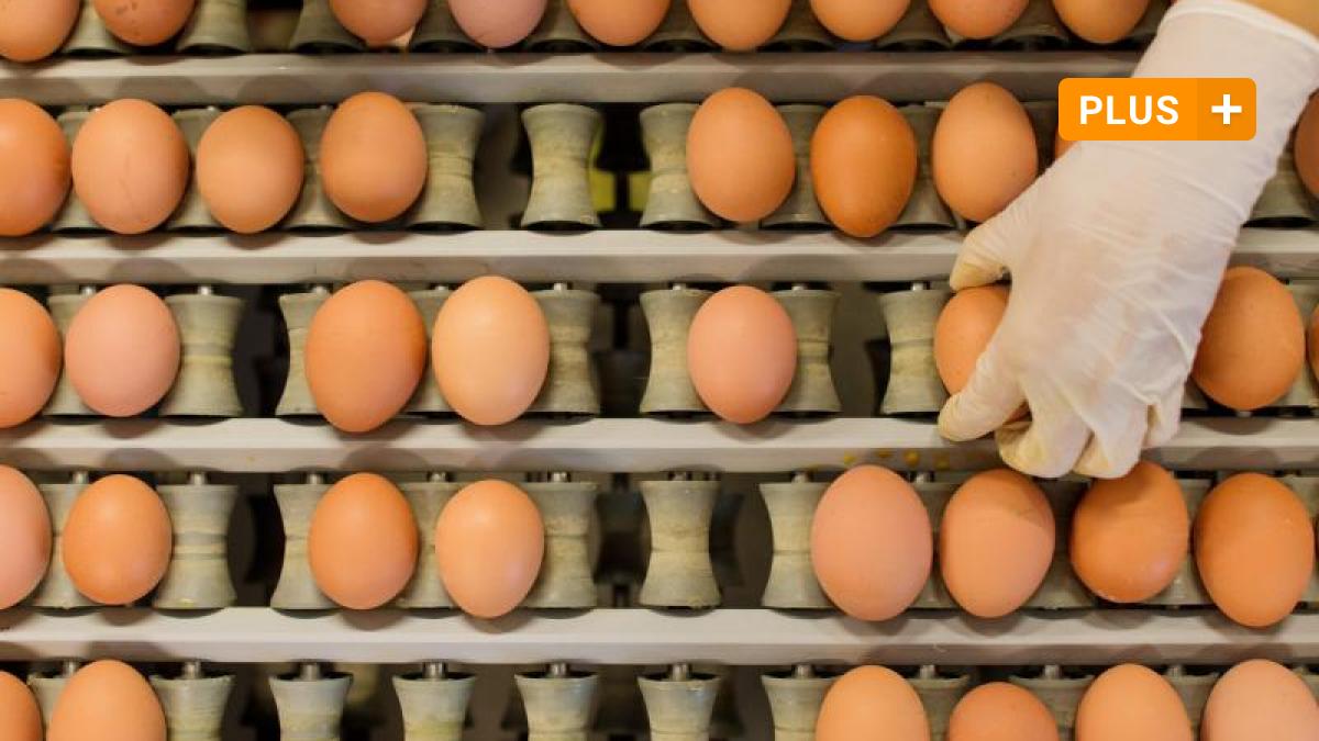 Neuburg-Schrobenhausen: Bird flu on the march: Free range eggs may also be rare in the Neuburg region