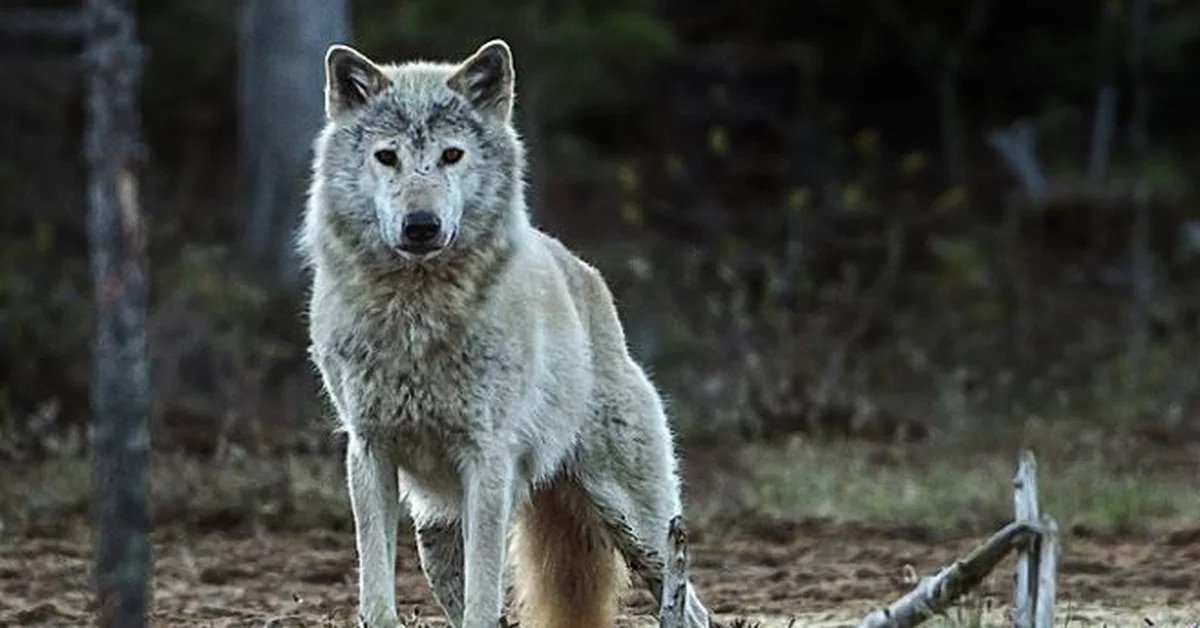 Science.  The Norway wolf is extinct and the current wolf came from Finland
