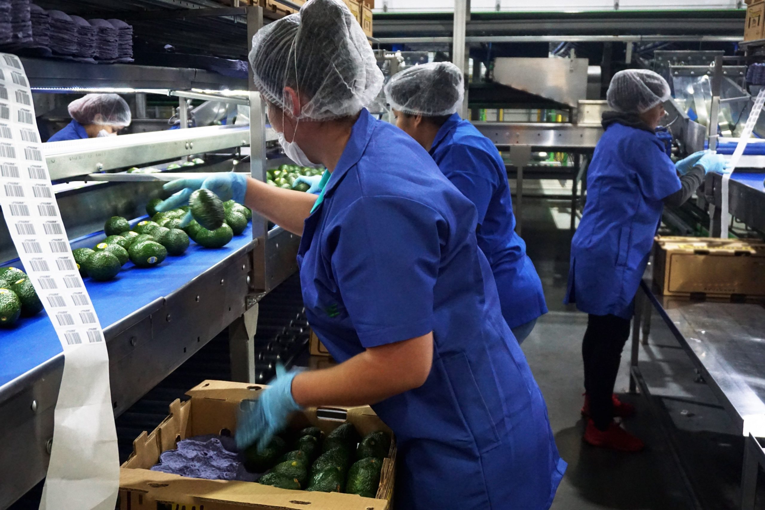 The United States authorizes the import of avocados from Jalisco