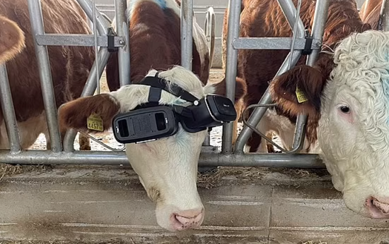 Another picture of a cow wearing glasses