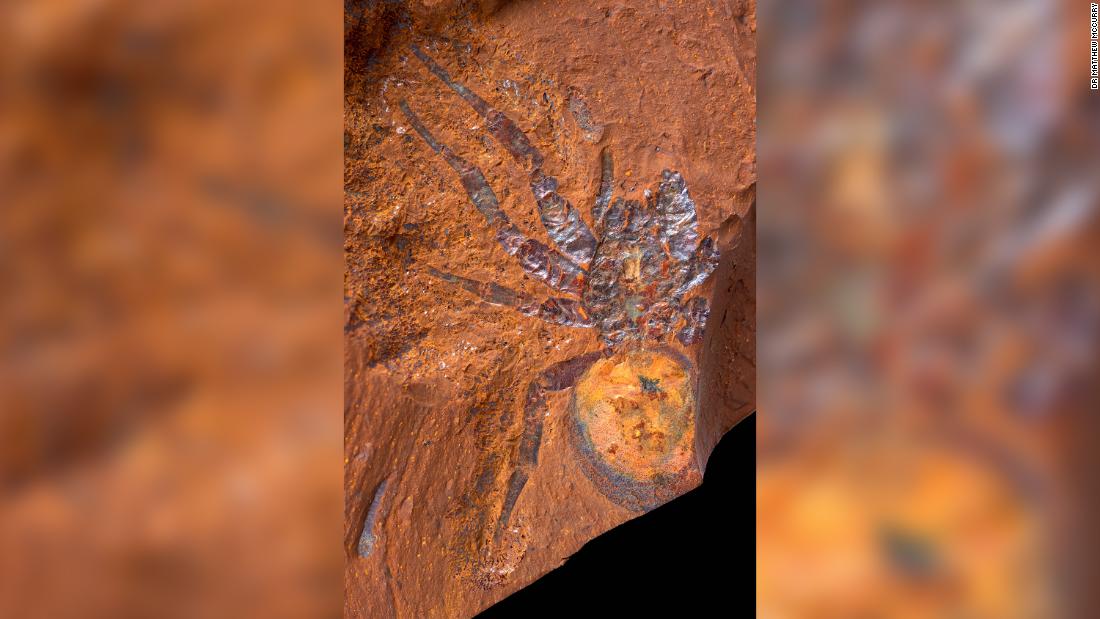 Amazing spider and fish fossils tell the story of Australia