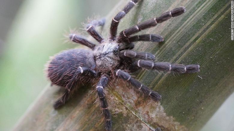 biodiversity thailand tarantula