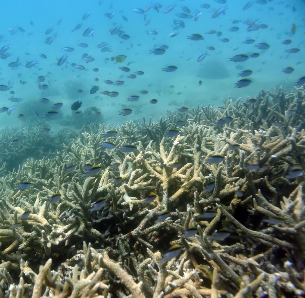 FILE - Tropical fish swim on the edge of a reef damaged by bleaching on Great Cable Island off the coast of Queensland, Australia, November 25, 2016. A new study reveals that the world's largest reef, the Great Barrier Reef off the coast of Australia, may be in more danger than previously thought. Previously.  (to dpa 