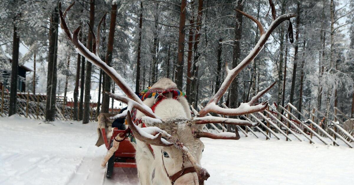 December 1st: About reindeer and elves – Christmas in Finland – Advent calendar of Niels Nager