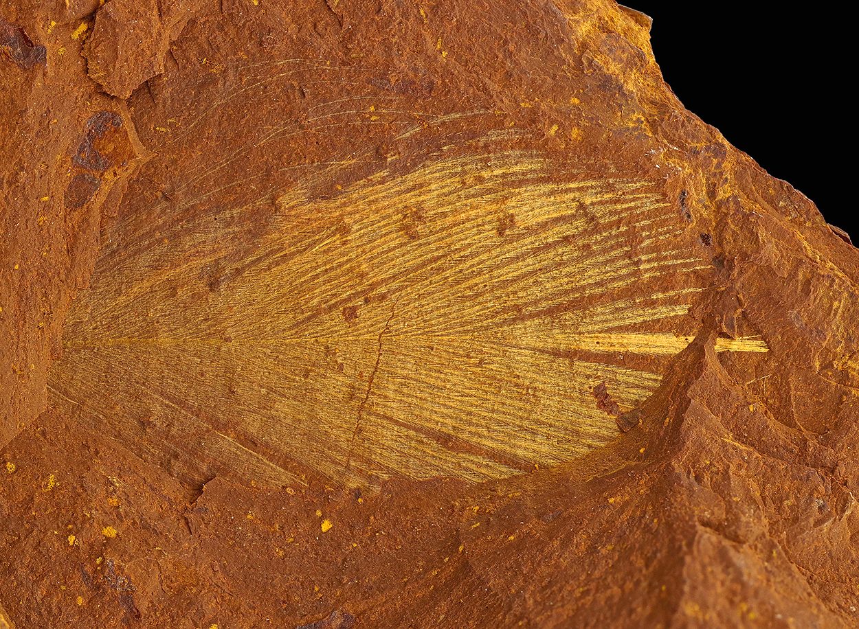 Fossil glimpses of Australia’s early rainforests
