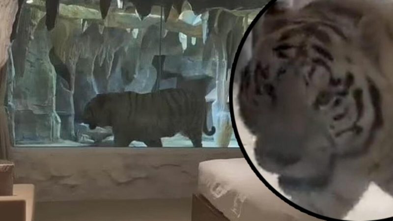 Incredible application... the tiger-themed room got a reaction!

