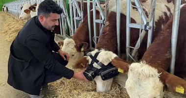 Last Dala.. A Turkish farmer supplies his cows with virtual reality glasses to improve dairy production