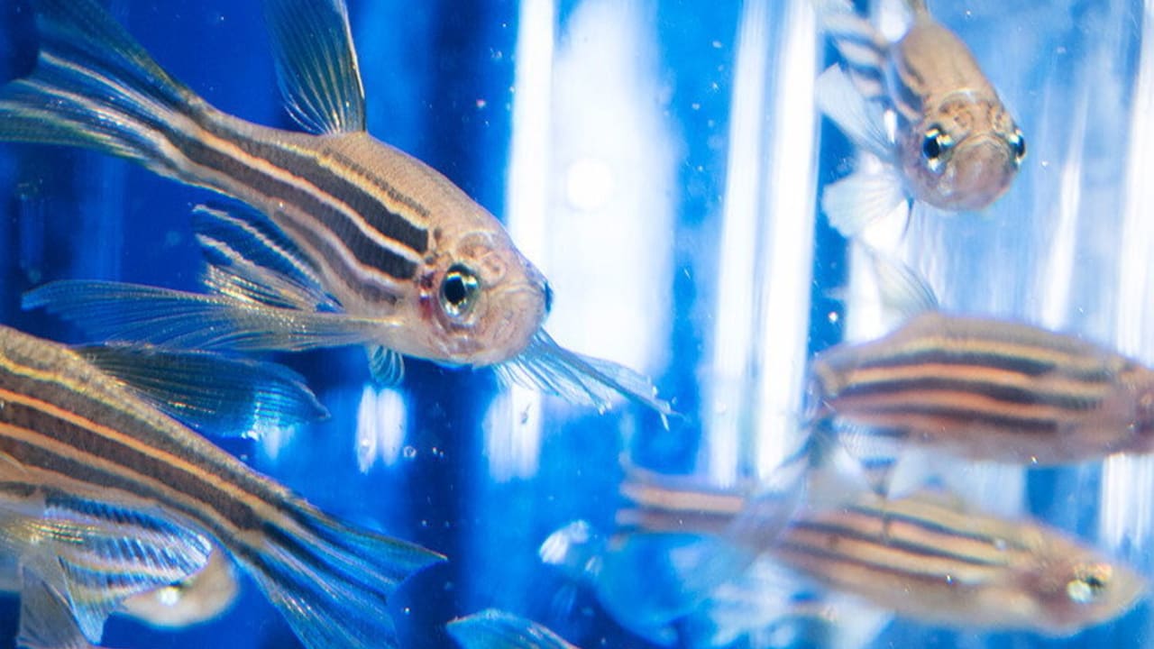 New study: Can zebrafish solve the big Alzheimer’s puzzle?  – Science